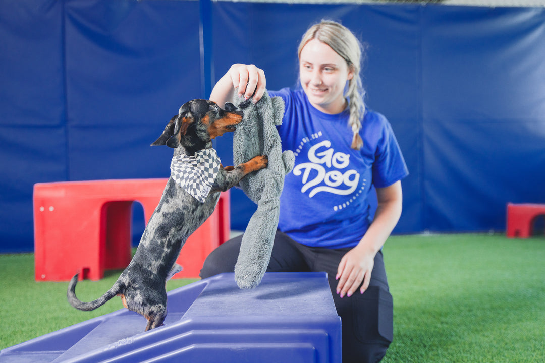 boarding your dog s second home a safe social secure and personalized ...
